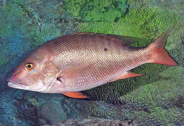Mutton Snapper